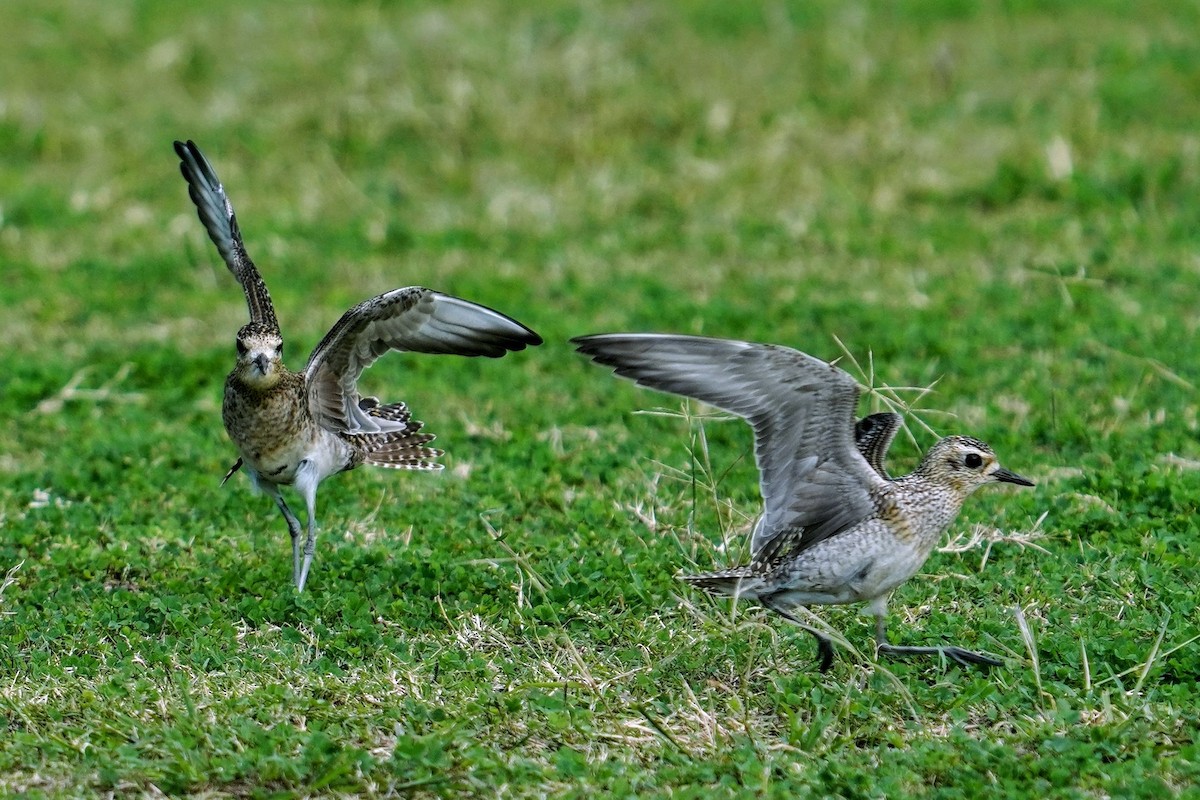 sibirlo - ML647665981