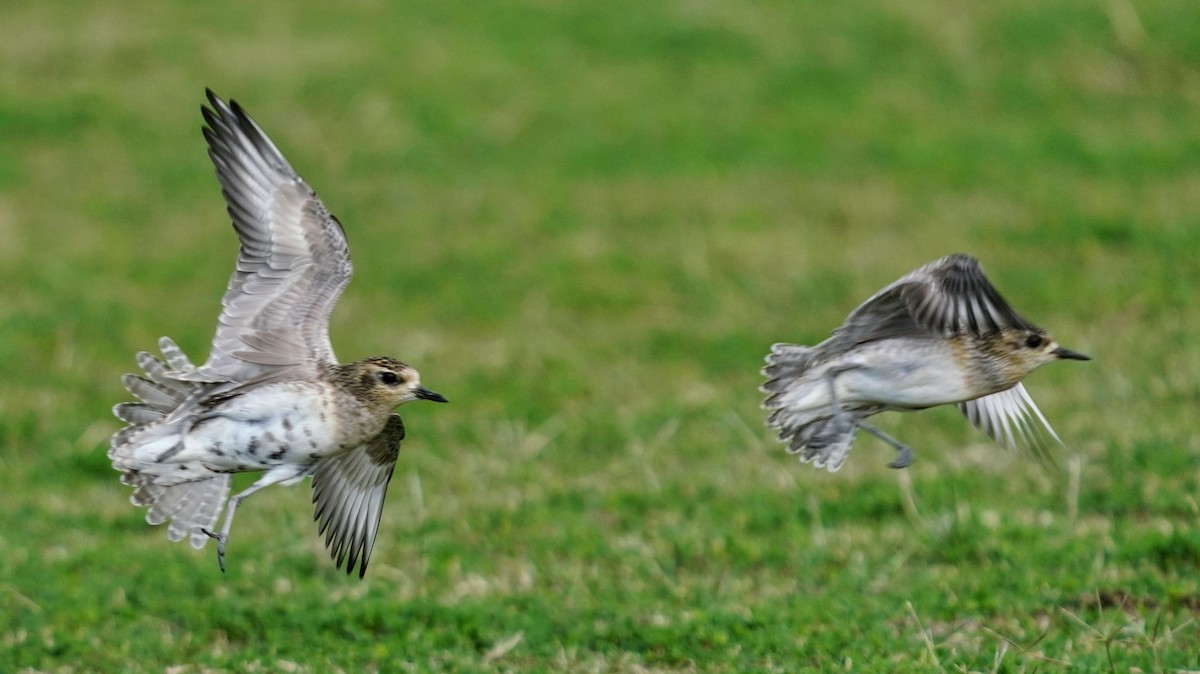 sibirlo - ML647665982