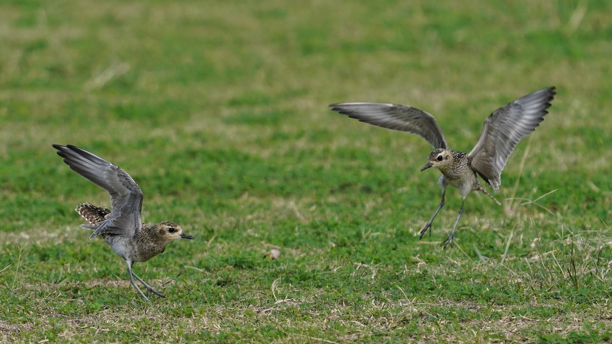 sibirlo - ML647665983