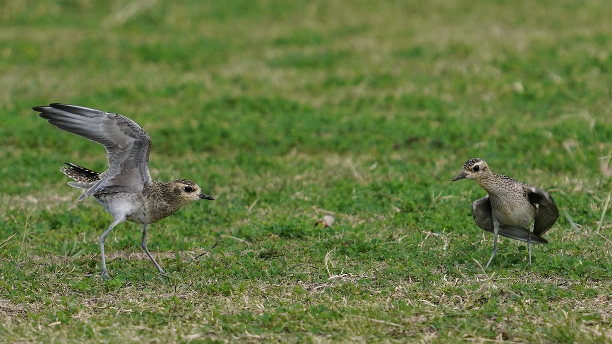 sibirlo - ML647665985