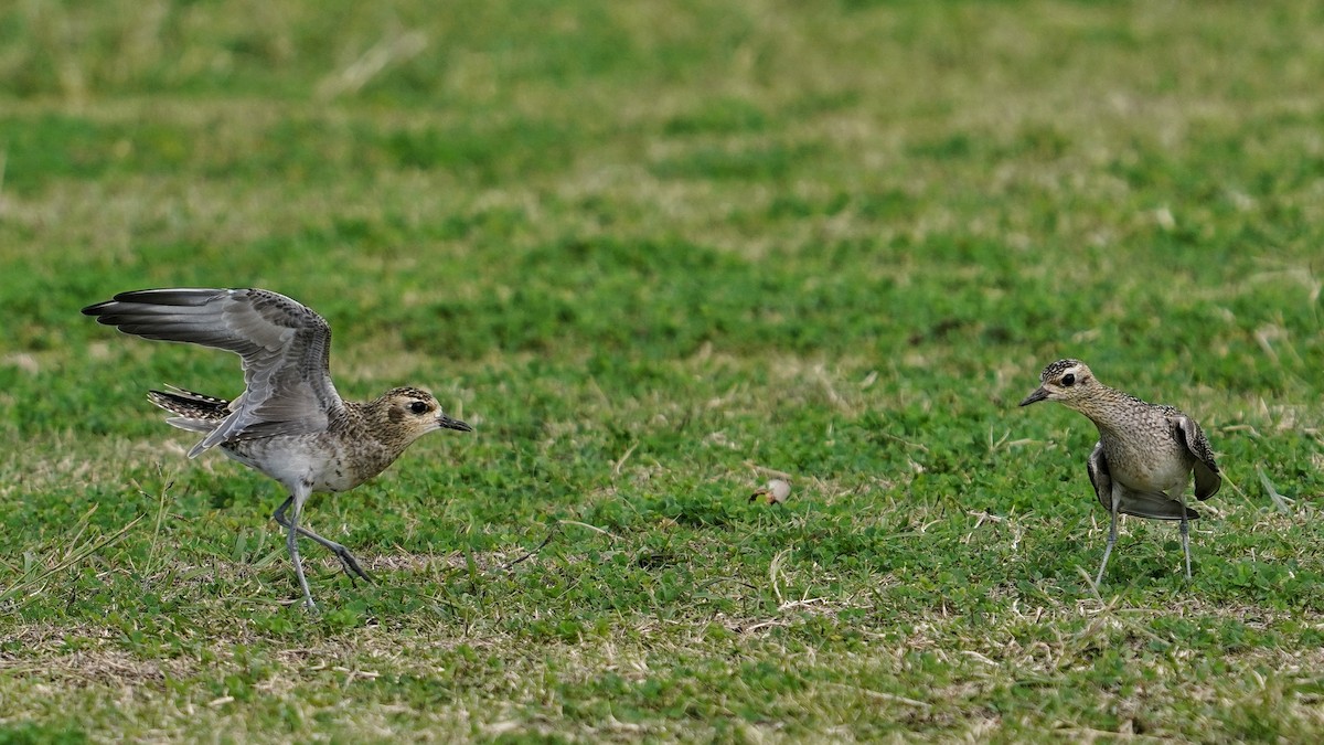 sibirlo - ML647665986