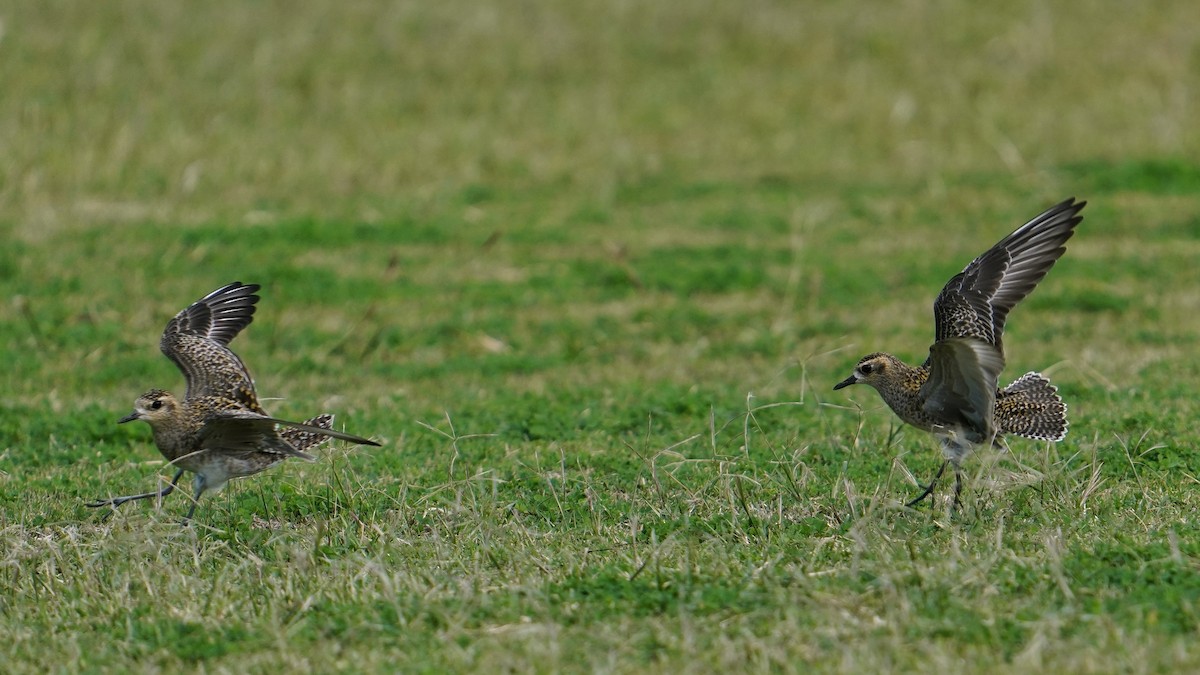 sibirlo - ML647665987