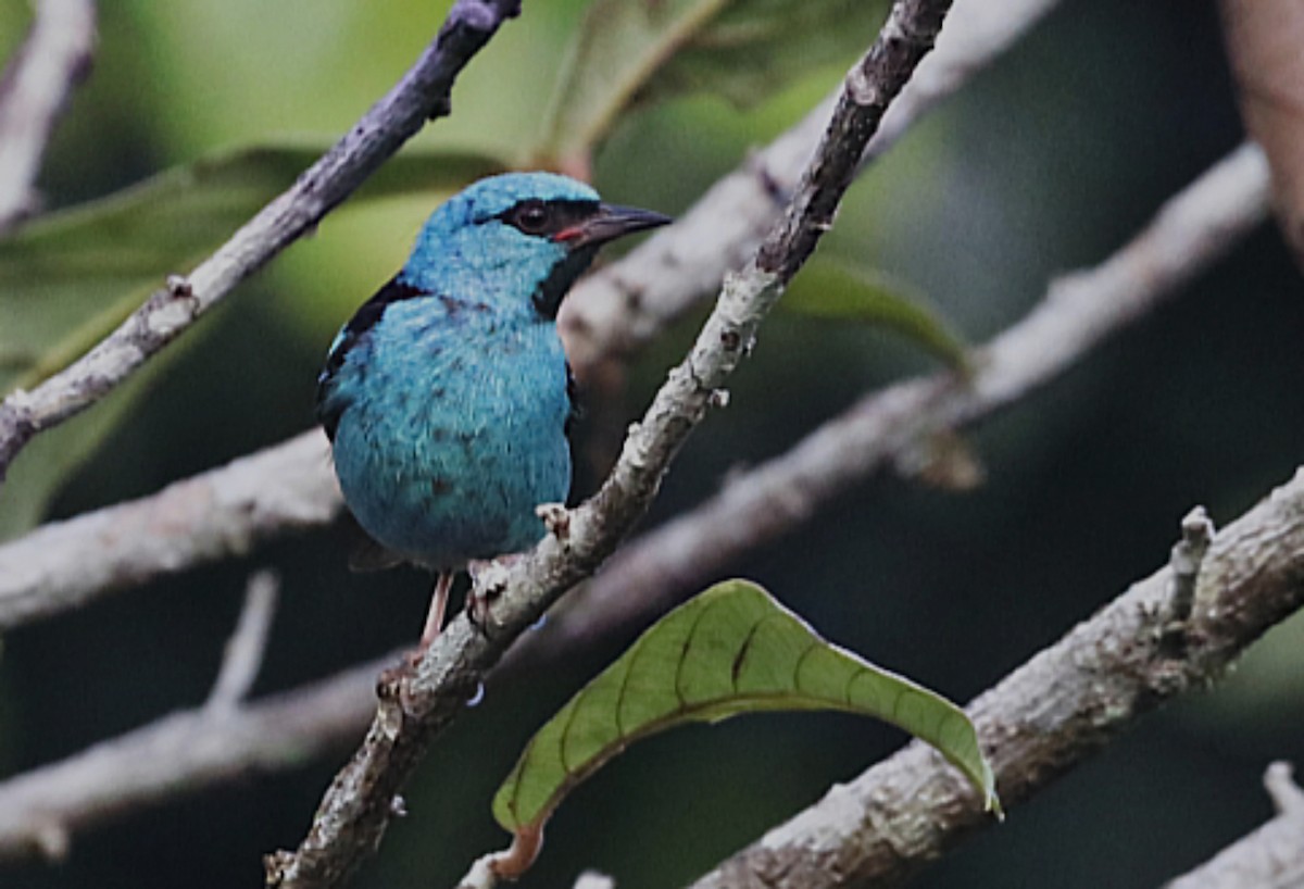 Blue Dacnis - ML647665989