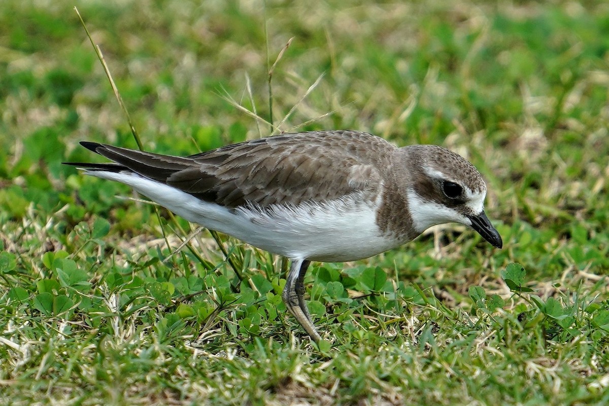 kamtsjatkalo - ML647665996