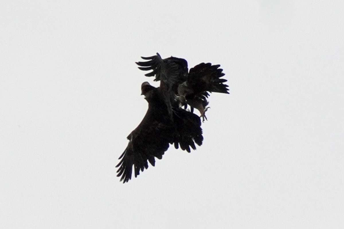 金鵰 - ML647666002