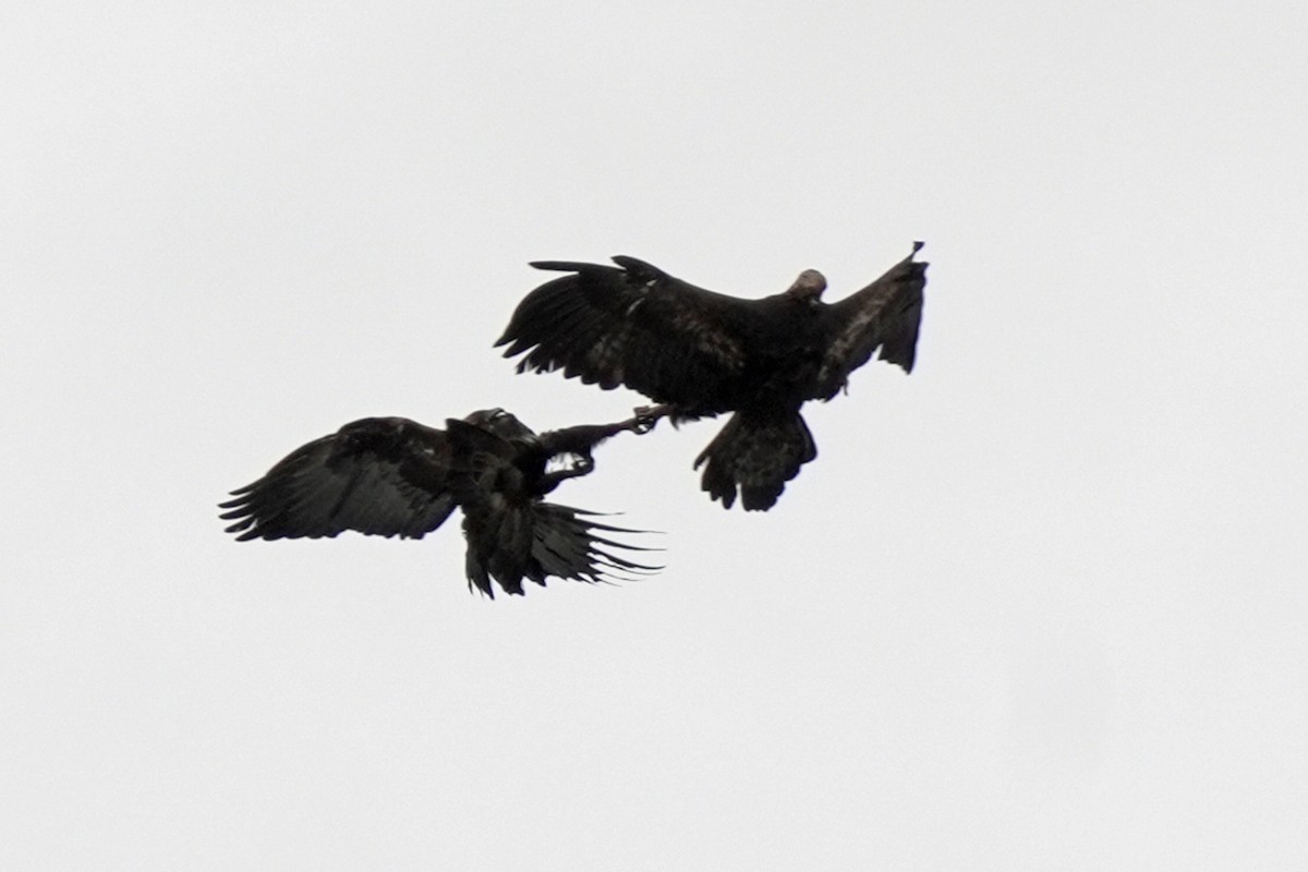 金鵰 - ML647666004