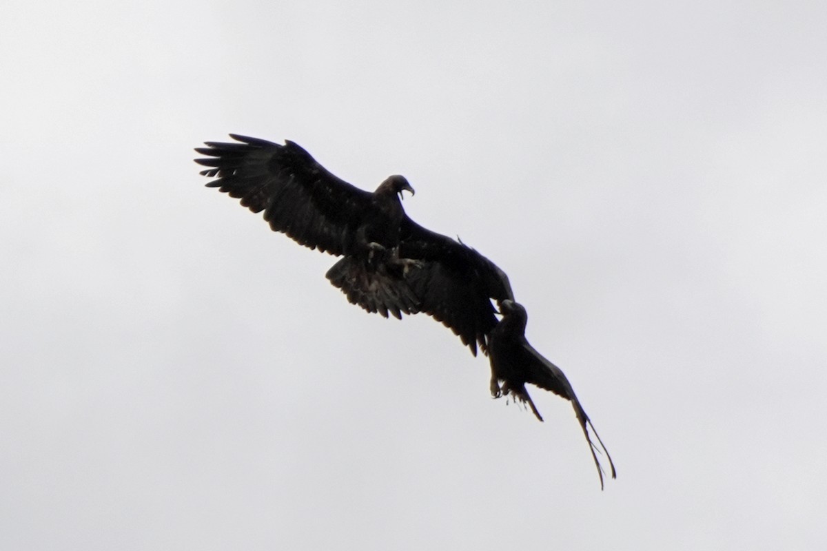 金鵰 - ML647666005