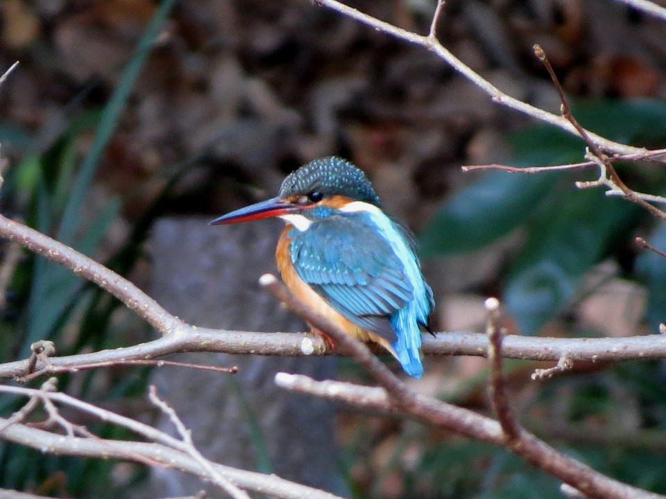 isfugl - ML647666021