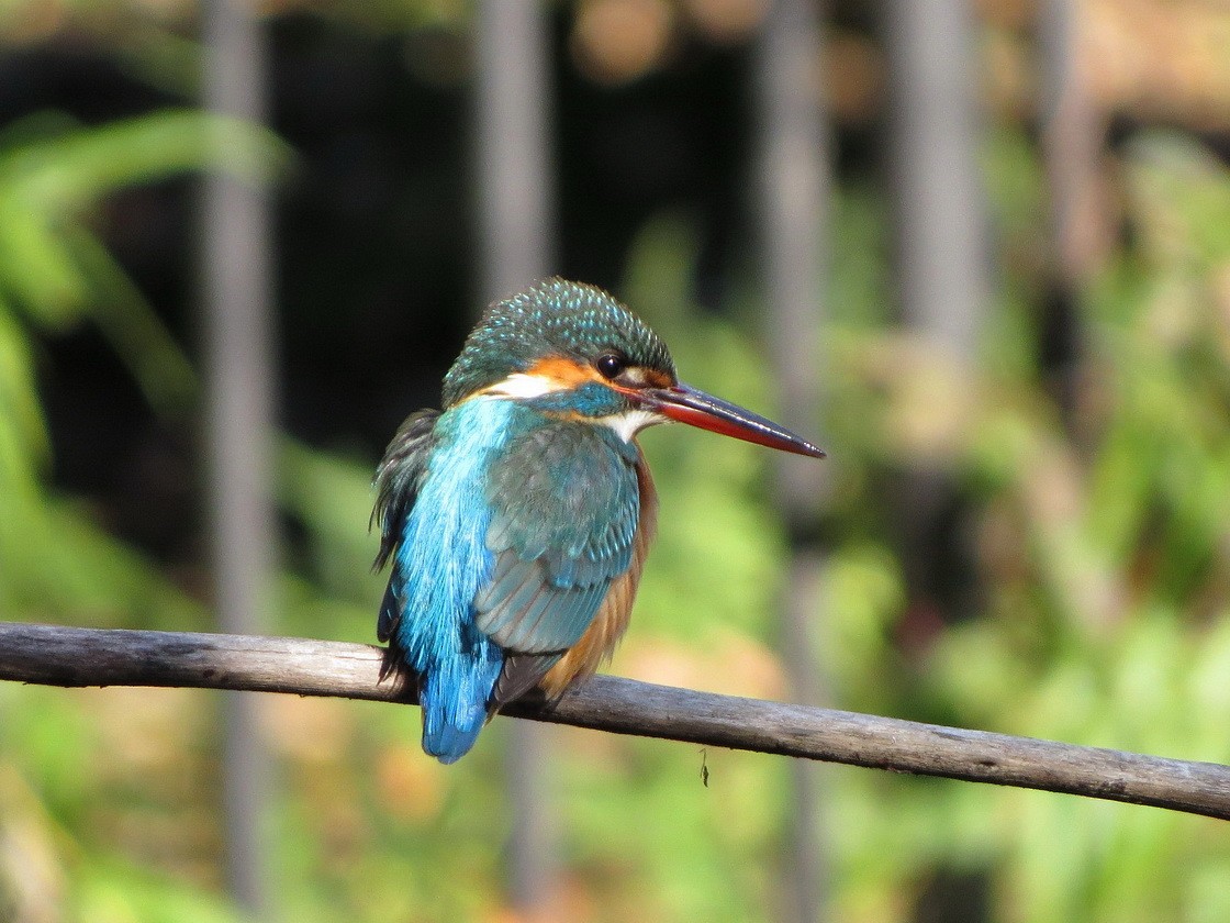 isfugl - ML647666030