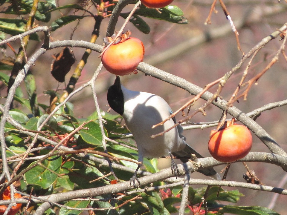 asurskjære - ML647666036