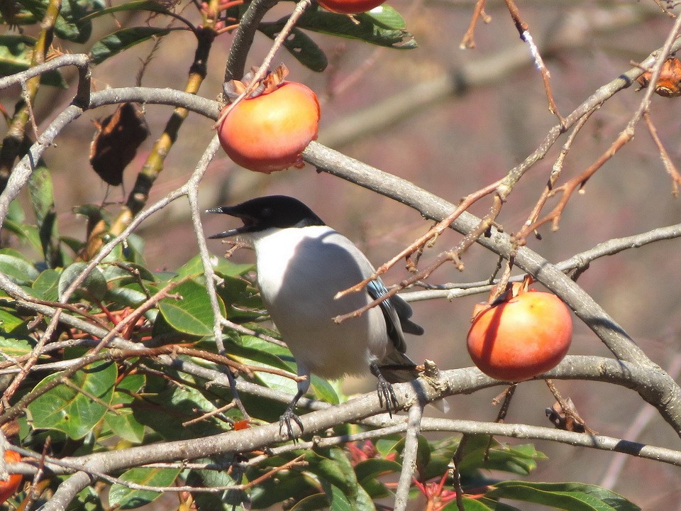 asurskjære - ML647666040