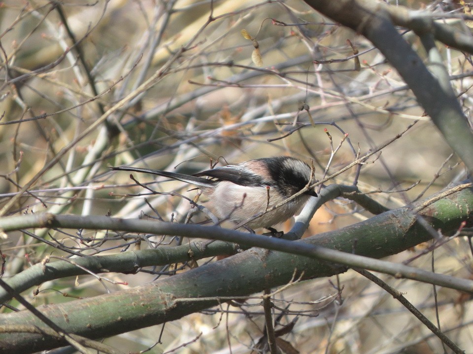 stjertmeis - ML647666050