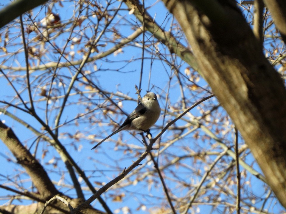 stjertmeis - ML647666055