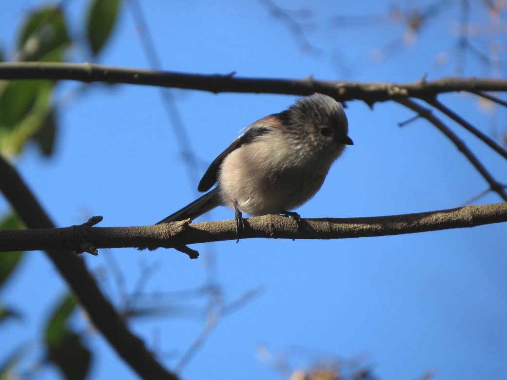 stjertmeis - ML647666058