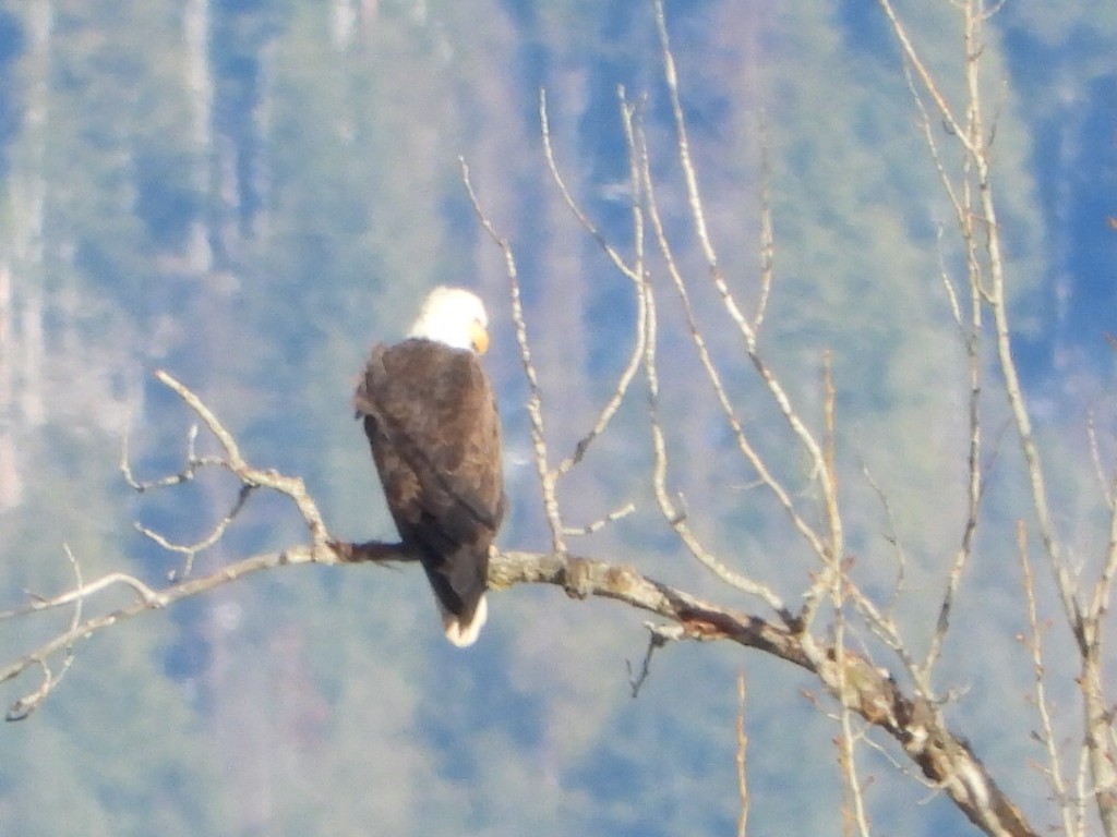 Itsas arrano buruzuria - ML647666064