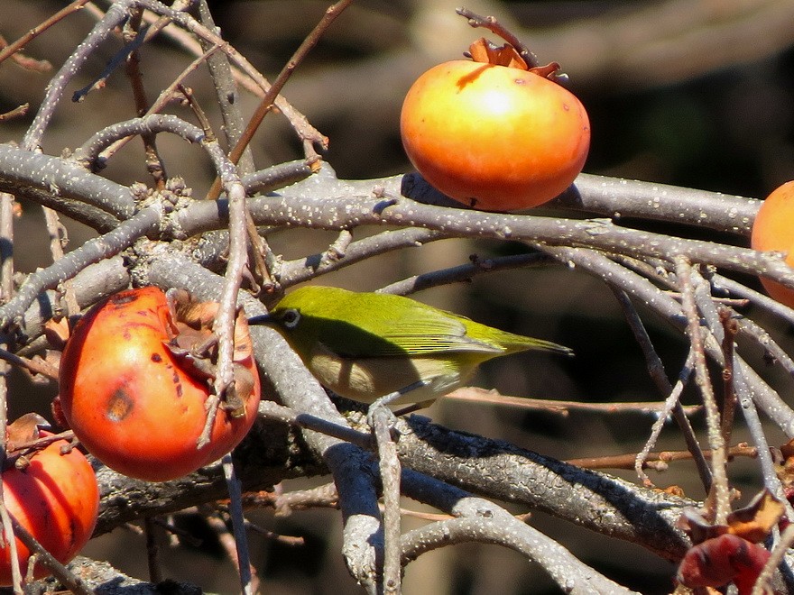 Warbling White-eye - ML647666067