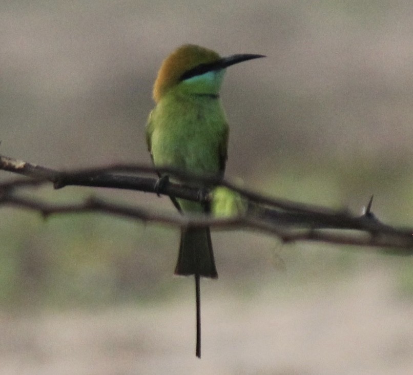 vlha indická - ML647666074