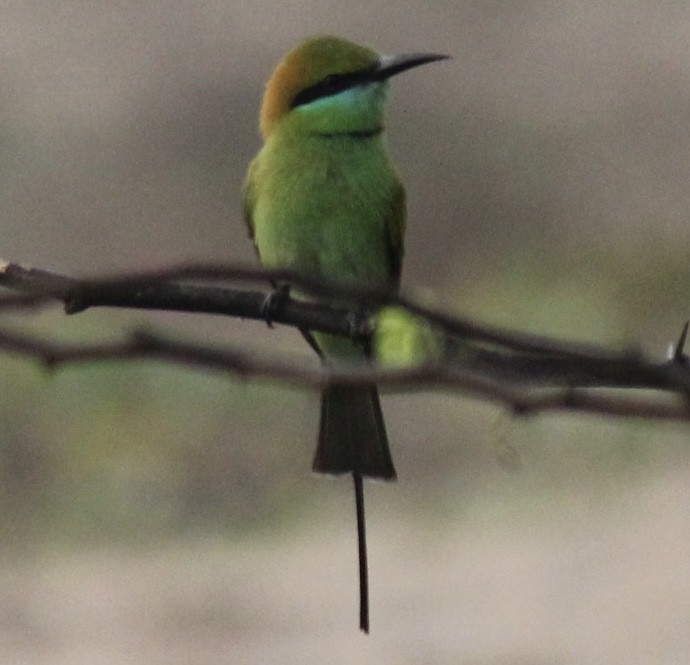 vlha indická - ML647666076