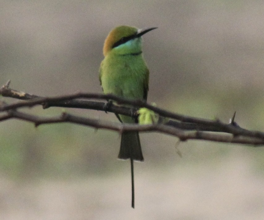 vlha indická - ML647666079