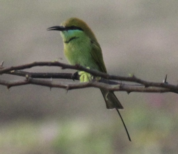 vlha indická - ML647666080