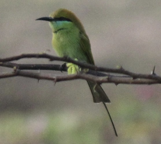 vlha indická - ML647666081