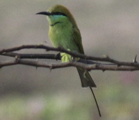 vlha indická - ML647666082