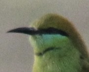 vlha indická - ML647666083