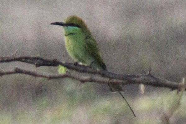 vlha indická - ML647666085