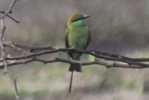 vlha indická - ML647666087