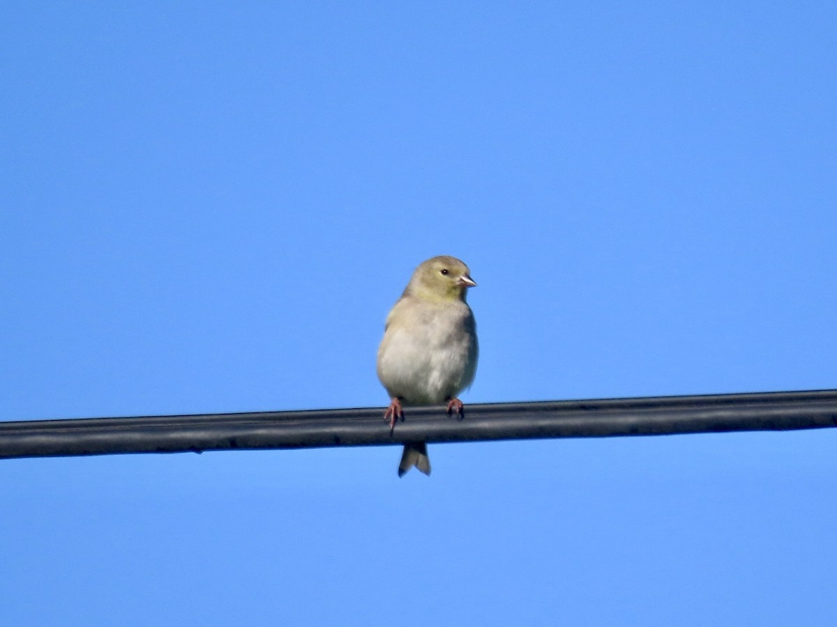 čížek mexický - ML647666089