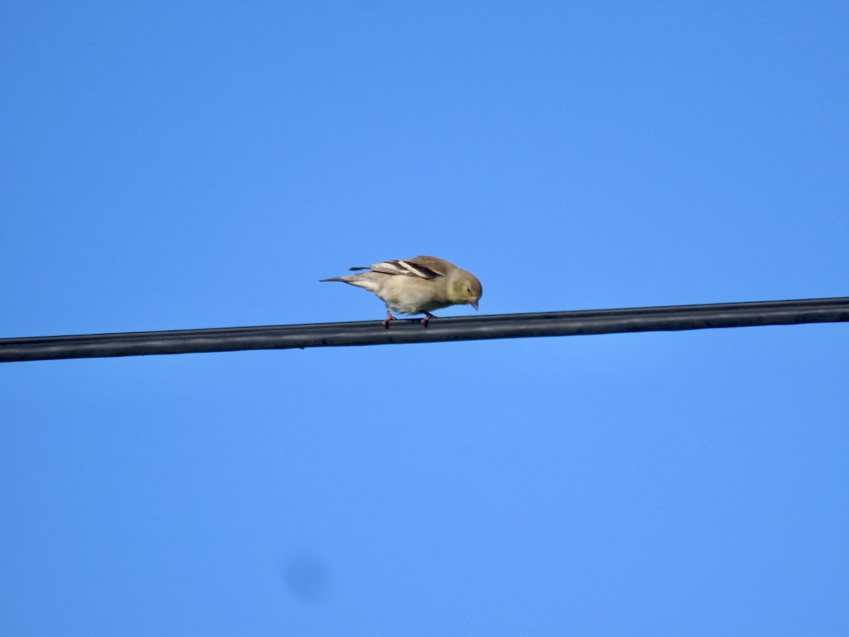 čížek mexický - ML647666090