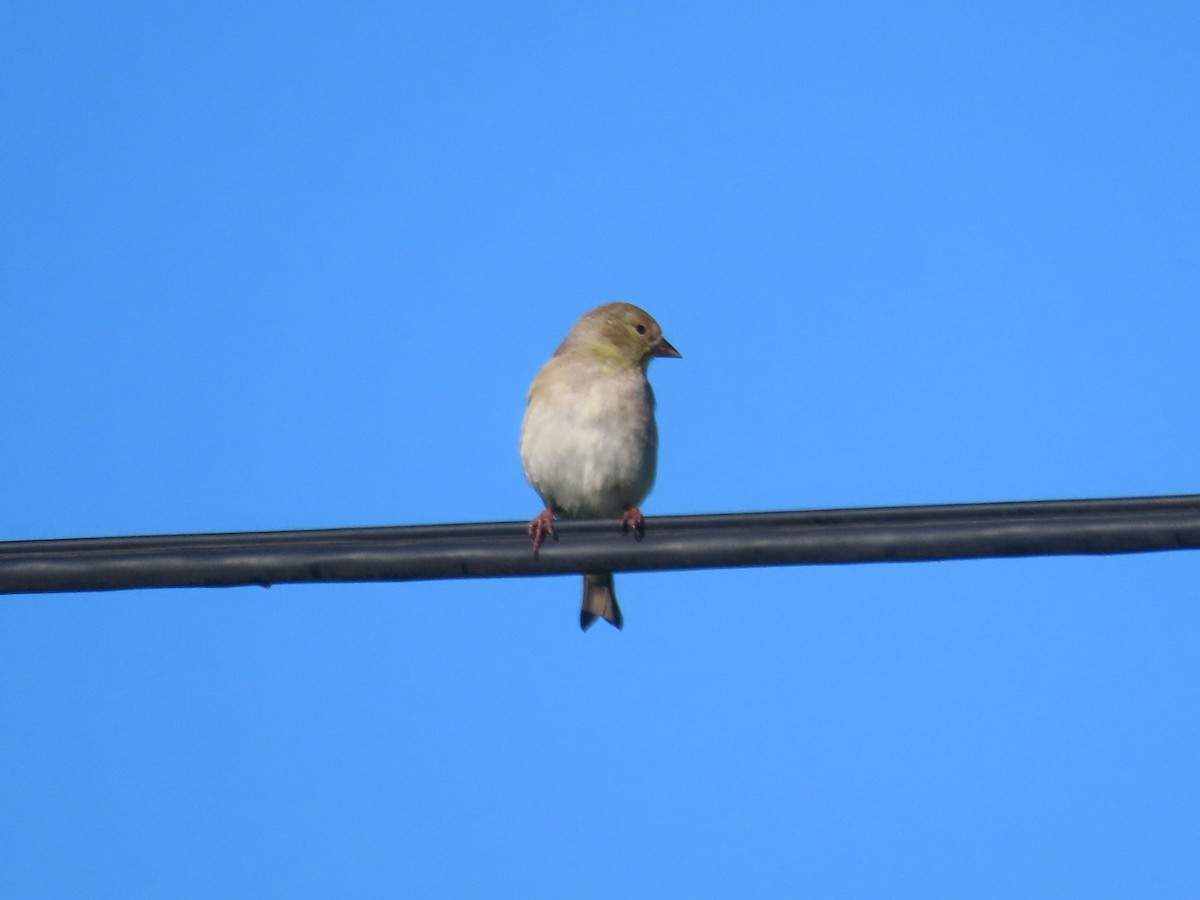 čížek mexický - ML647666091