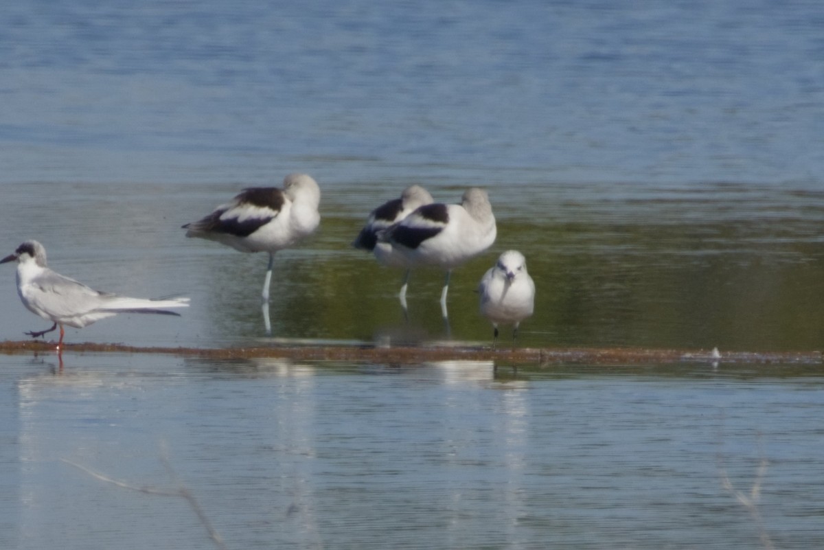 rybák černozobý - ML647666092