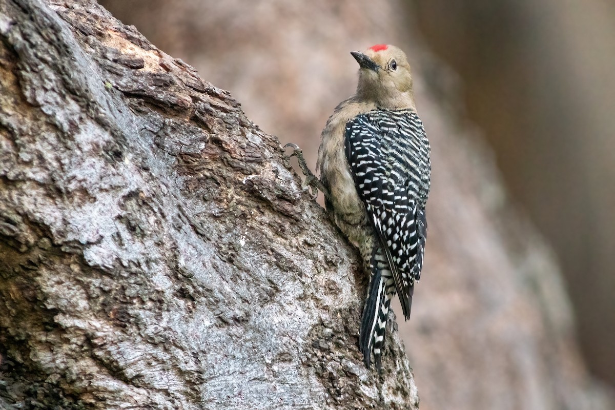 datel gilský - ML647666093