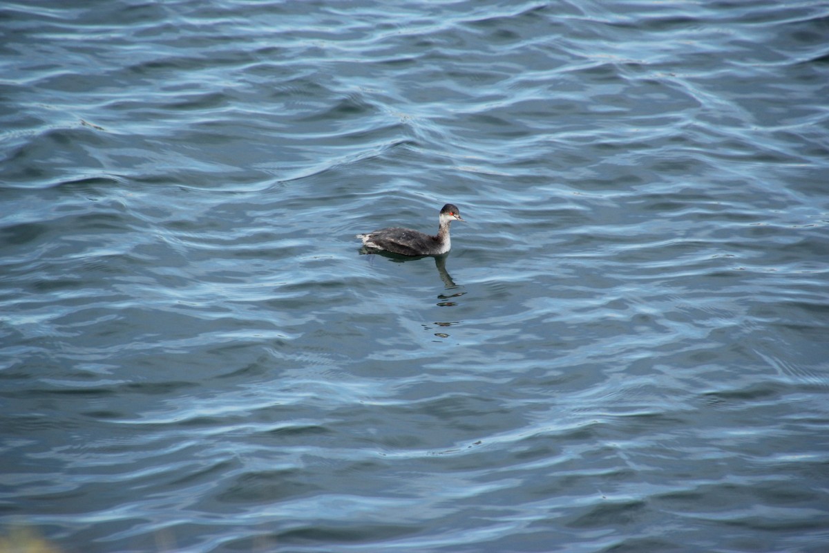 potápka černokrká - ML647666094