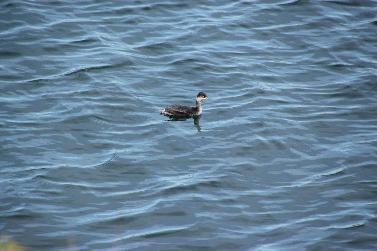 potápka černokrká - ML647666095