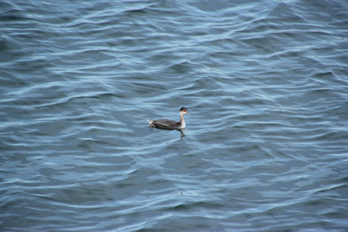 potápka černokrká - ML647666096