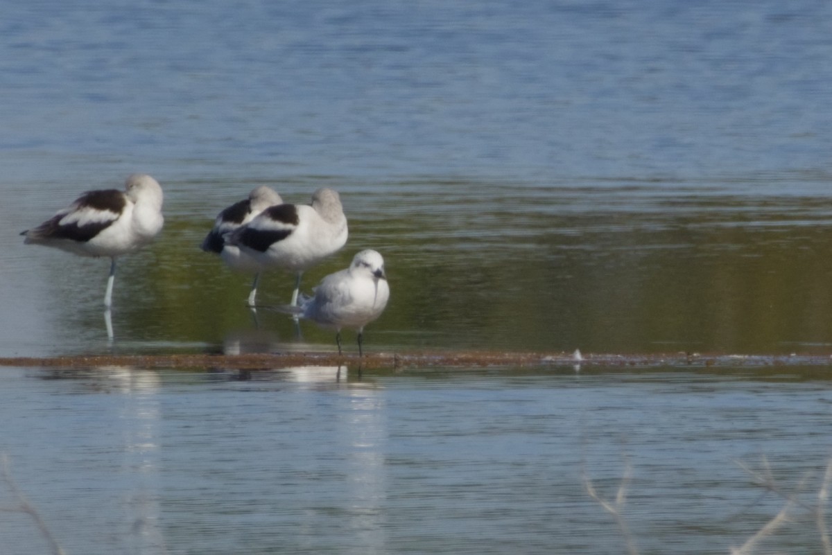 rybák černozobý - ML647666097