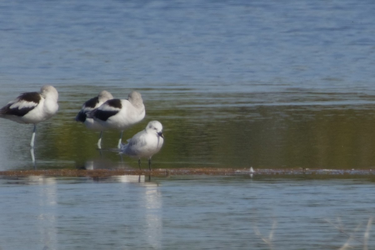 rybák černozobý - ML647666098