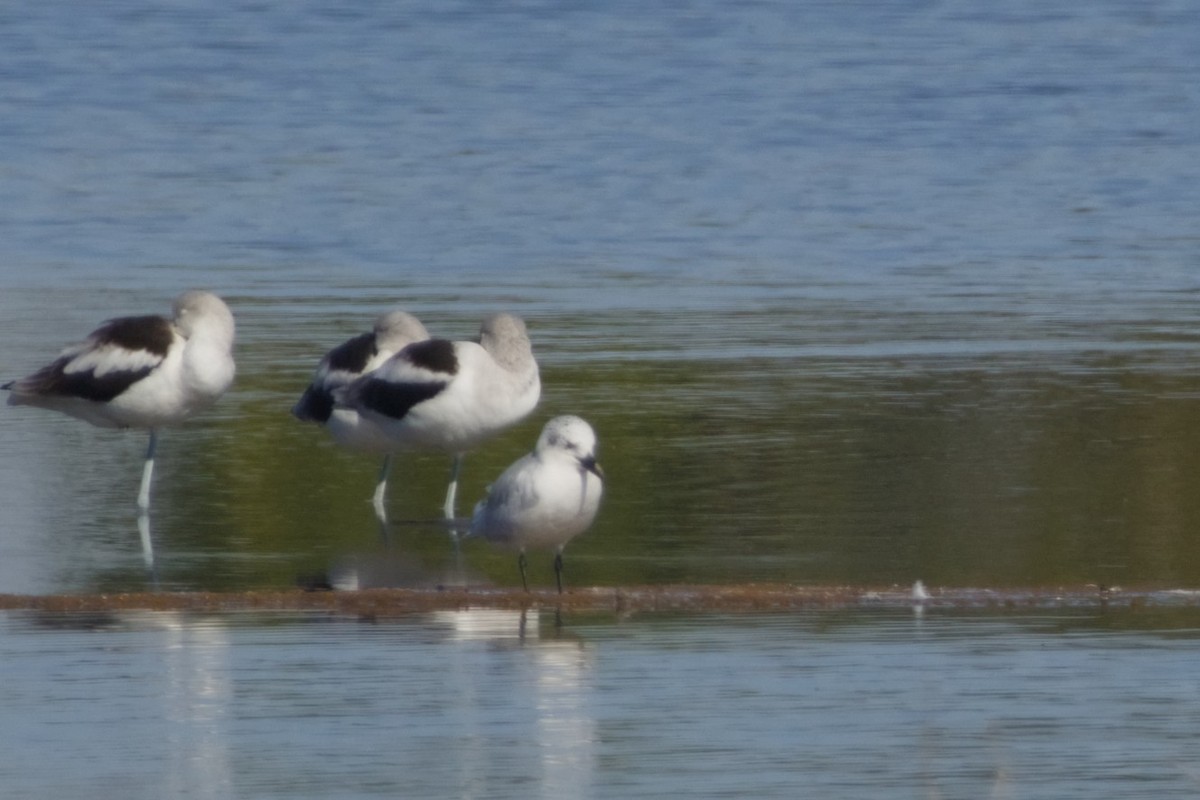 rybák černozobý - ML647666099