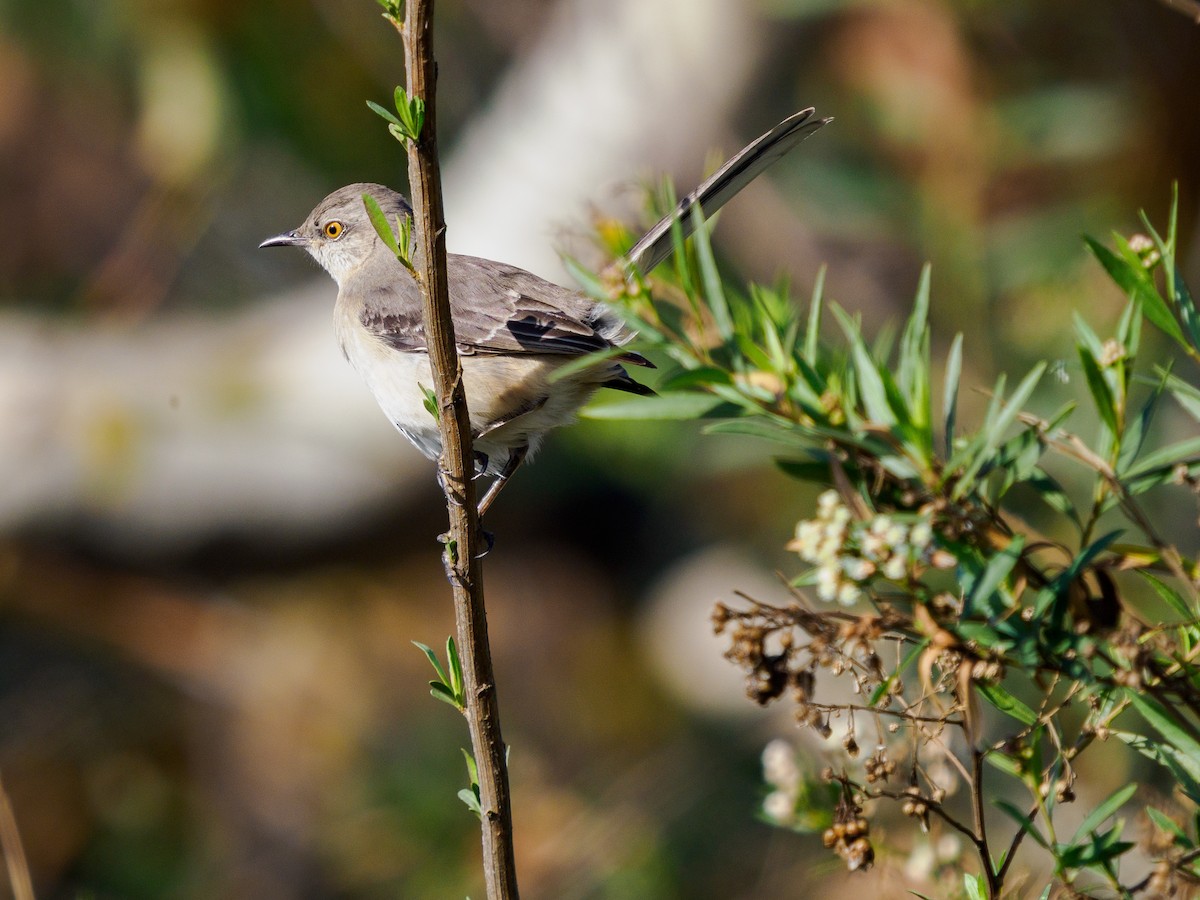 drozdec mnohohlasý - ML647666100