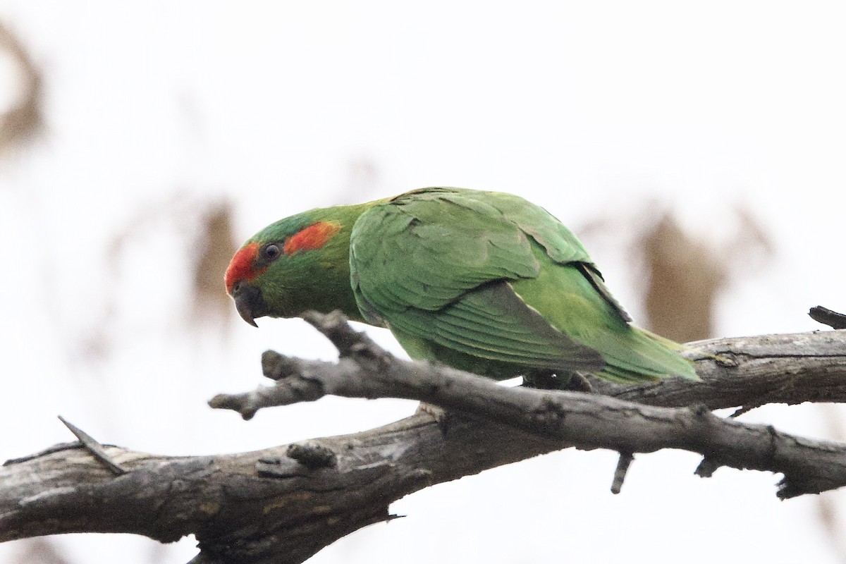 rosela pestrá - ML647666101