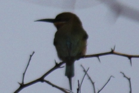 vlha modroocasá - ML647666102