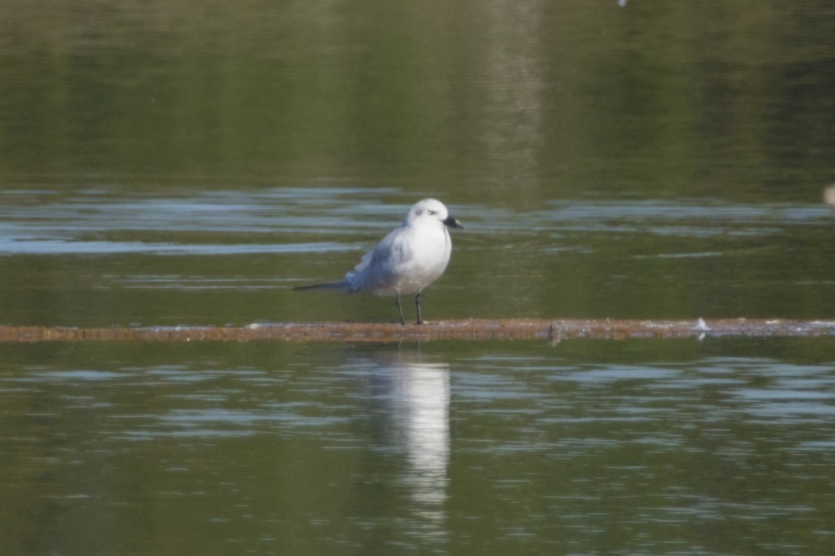 rybák černozobý - ML647666107