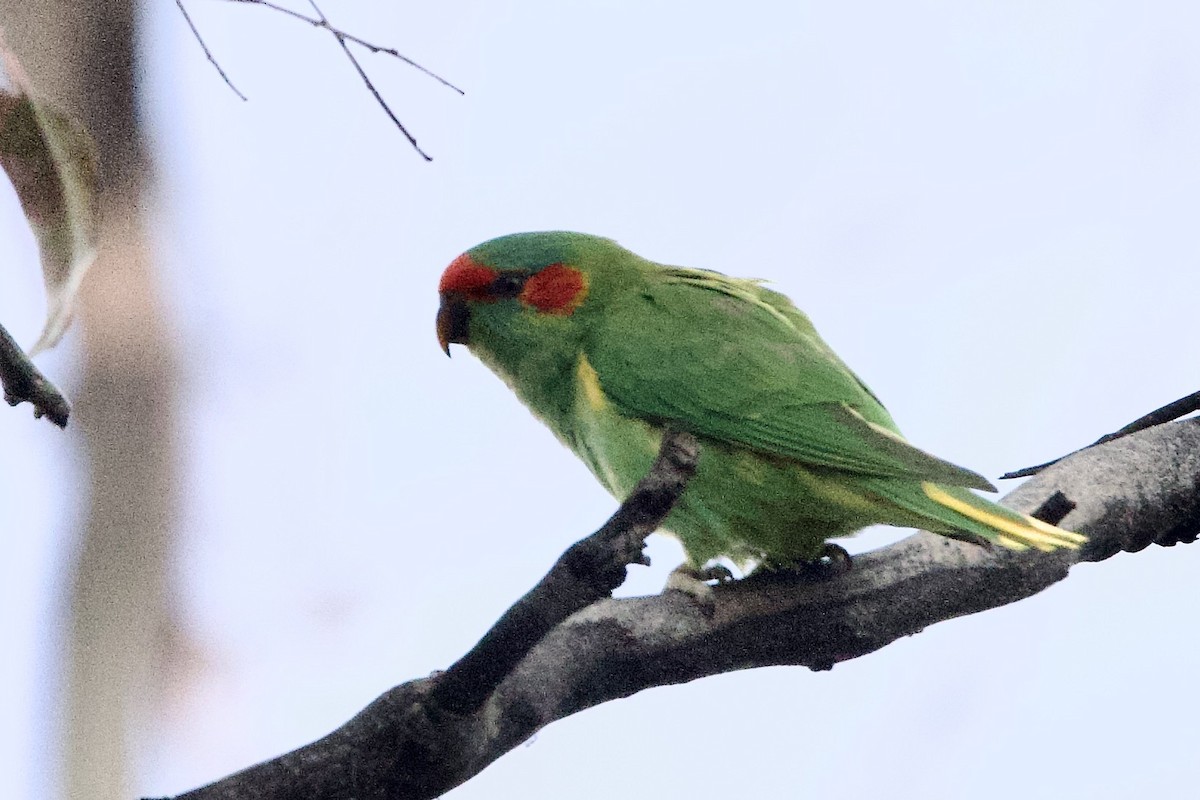 rosela pestrá - ML647666108