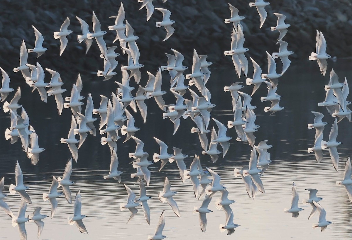 racek Bonapartův - ML647666109