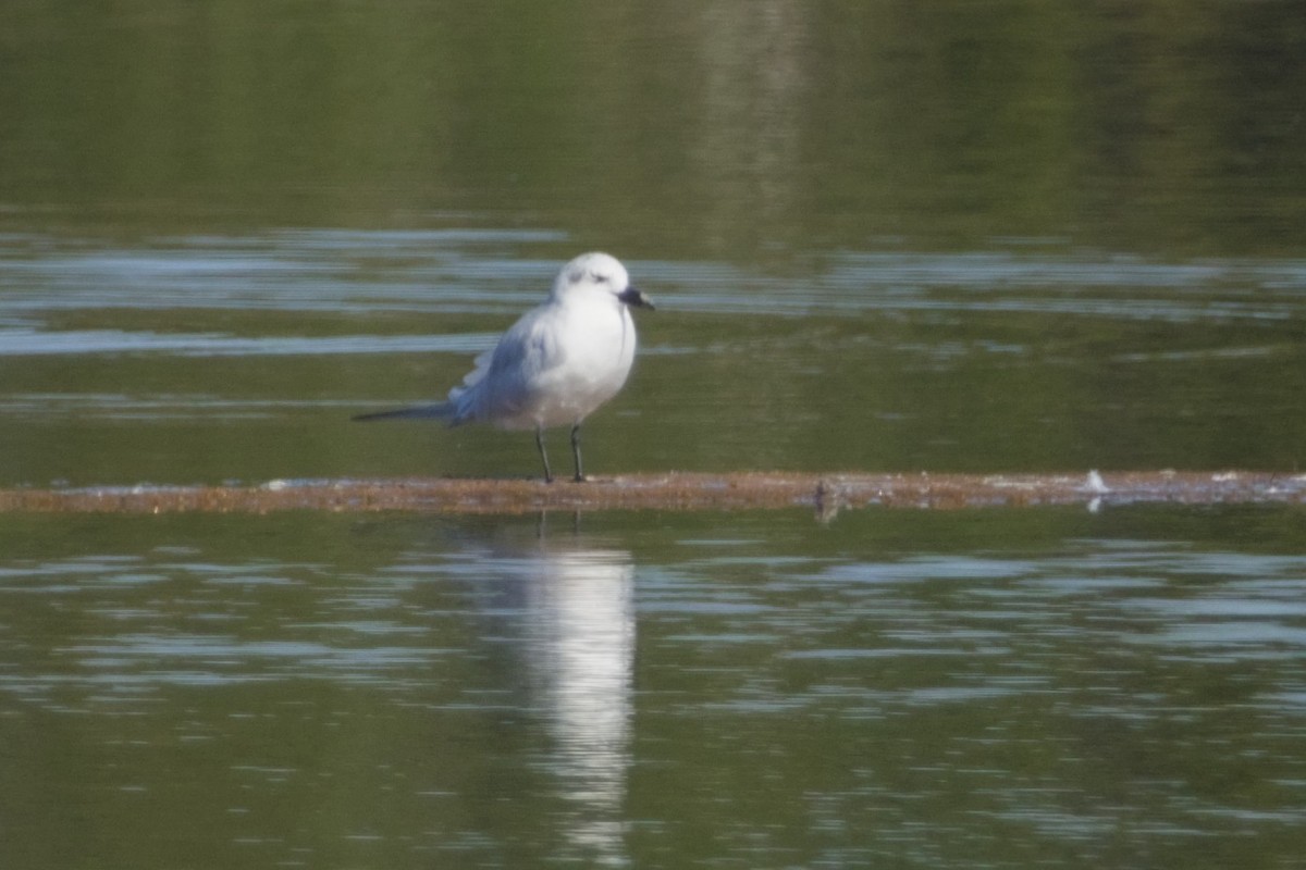 rybák černozobý - ML647666110