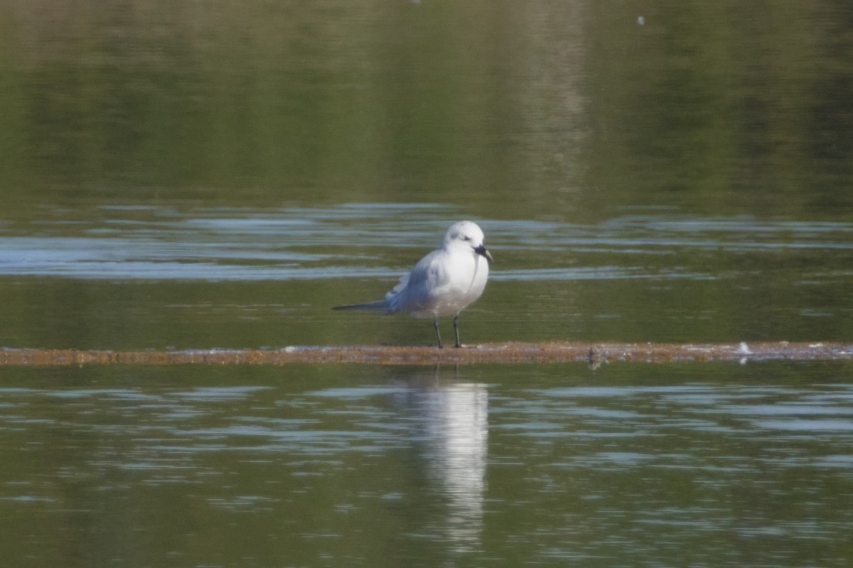 rybák černozobý - ML647666111