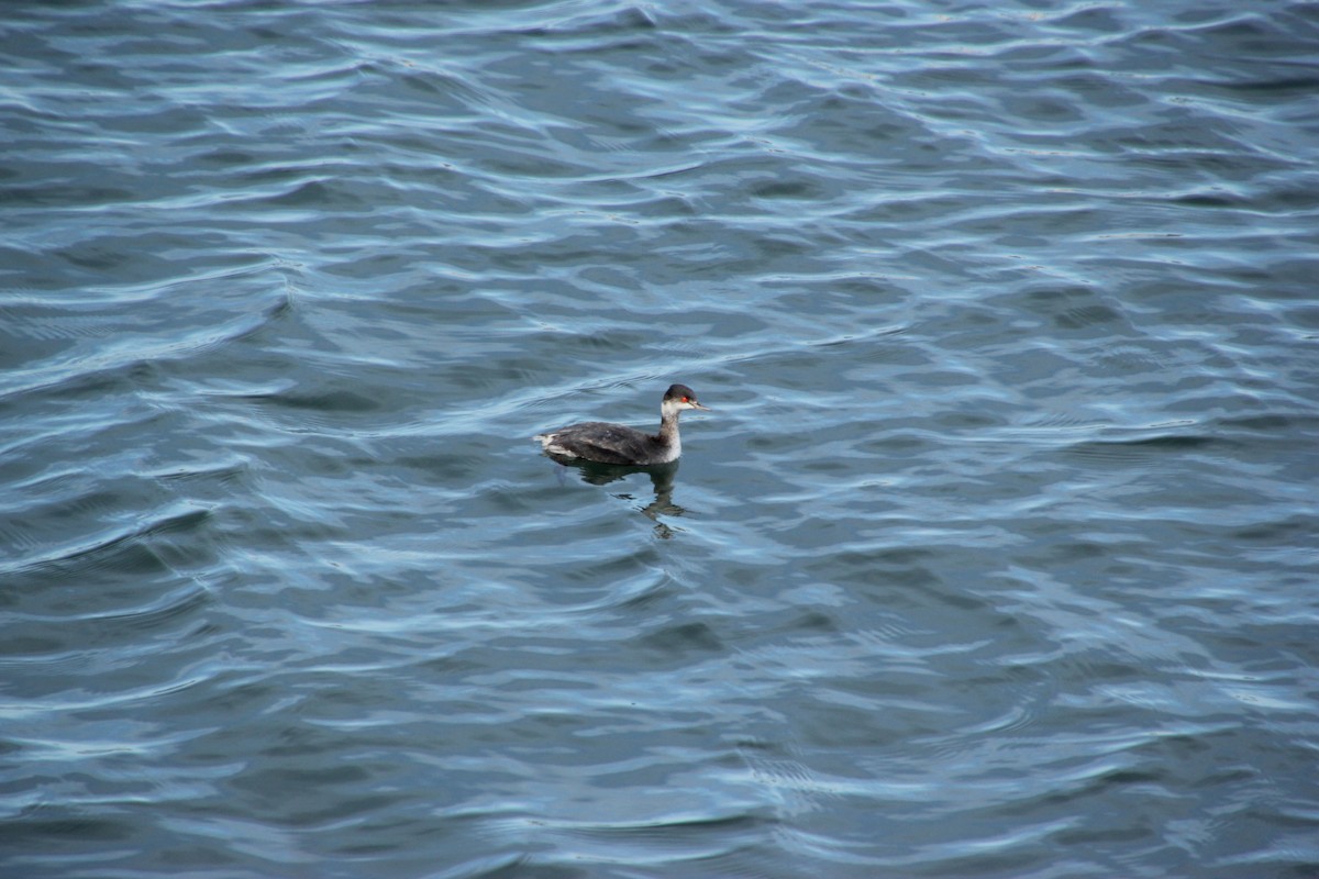 Grèbe à cou noir - ML647666114