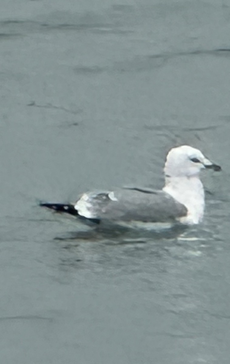 Gaviota/Gavión sp. - ML647666133